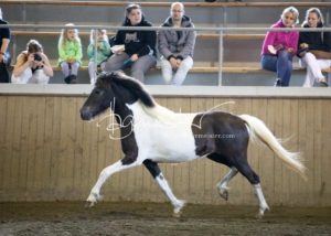 PSB Eliteschau Padenstedt 1