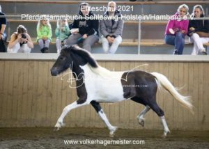 PSB Eliteschau Padenstedt 2