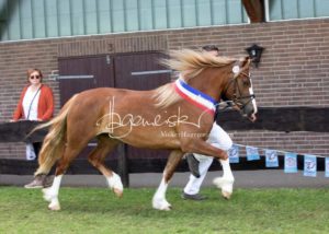 PSB Eliteschau Padenstedt 4