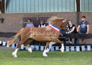 PSB Eliteschau Padenstedt 5