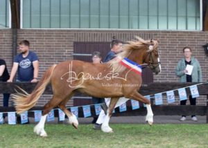 PSB Eliteschau Padenstedt 6