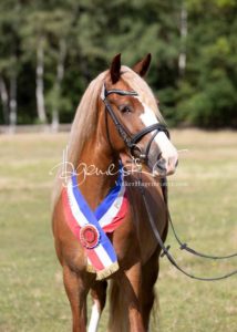 PSB Eliteschau Padenstedt 7