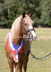 PSB Eliteschau Padenstedt 8