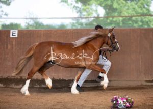 PSB Eliteschau Padenstedt 9