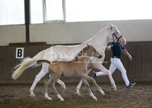 PSB Eliteschau Padenstedt 10