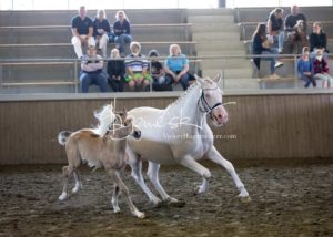 PSB Eliteschau Padenstedt 11