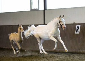 PSB Eliteschau Padenstedt 12