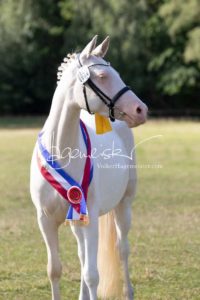 PSB Eliteschau Padenstedt 14