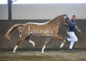 PSB Eliteschau Padenstedt 15