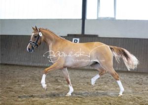 PSB Eliteschau Padenstedt 16