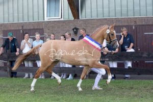 PSB Eliteschau Padenstedt 17