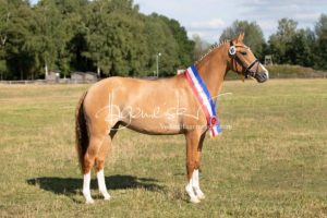 PSB Eliteschau Padenstedt 20