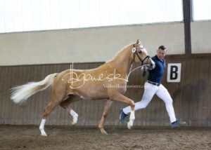 PSB Eliteschau Padenstedt 21