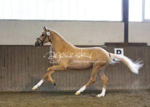 PSB Eliteschau Padenstedt 23