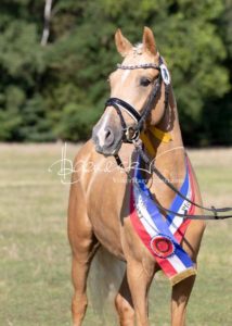 PSB Eliteschau Padenstedt 25