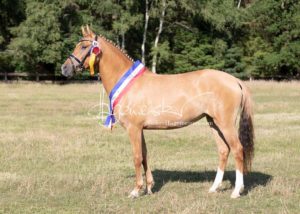 PSB Eliteschau Padenstedt 26