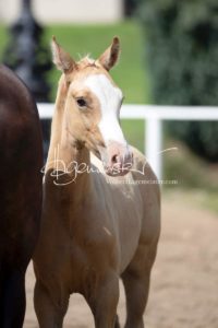 Fohlenregistrierung PSB Schönhorst 30