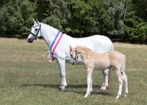 PSB Eliteschau Padenstedt 30