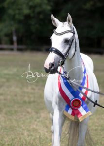 PSB Eliteschau Padenstedt 1