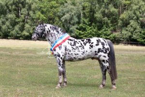 PSB Eliteschau Padenstedt 3