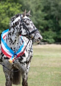 PSB Eliteschau Padenstedt 4