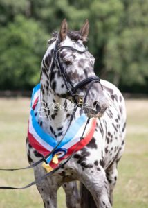 PSB Eliteschau Padenstedt 6