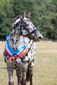 PSB Eliteschau Padenstedt 8