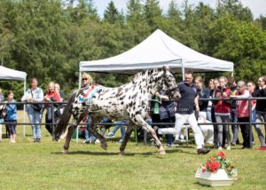 PSB Eliteschau Padenstedt 9