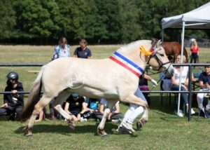 PSB Eliteschau Padenstedt 11