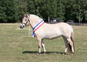 PSB Eliteschau Padenstedt 12