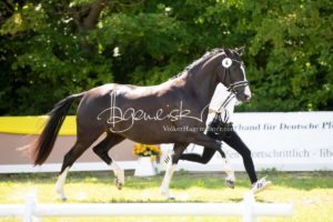 ZfdP Bundesschau Teilnehmer und Impressionen 15