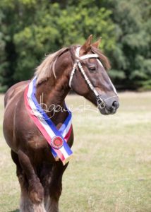 PSB Eliteschau Padenstedt 13