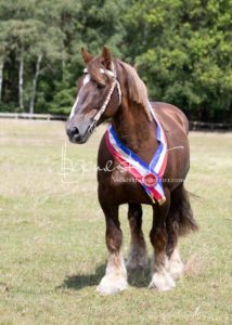 PSB Eliteschau Padenstedt 14