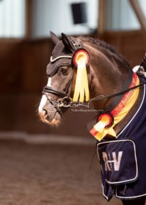 ZfdP Bundesschau Reitpferdeprfg. 30