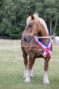 PSB Eliteschau Padenstedt 15