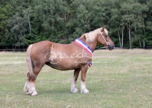 PSB Eliteschau Padenstedt 16