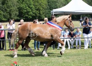 PSB Eliteschau Padenstedt 17