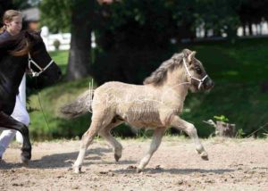 Fohlenregistrierung PSB Schönhorst 3