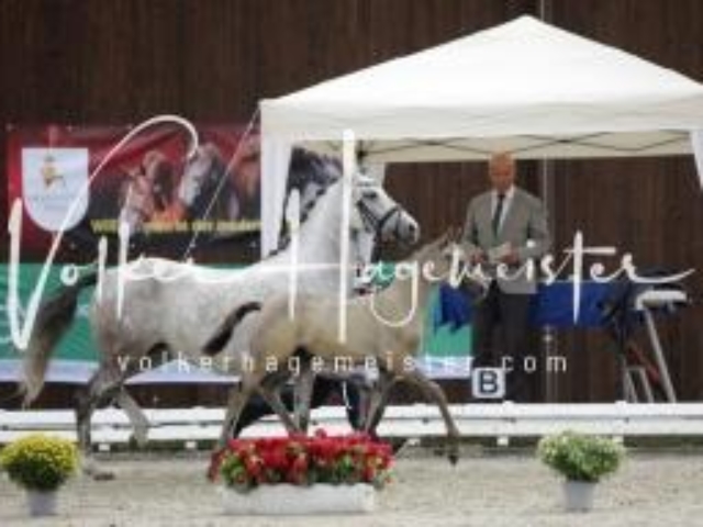 Deutsches Reitpony Fohlenchampionat 3
