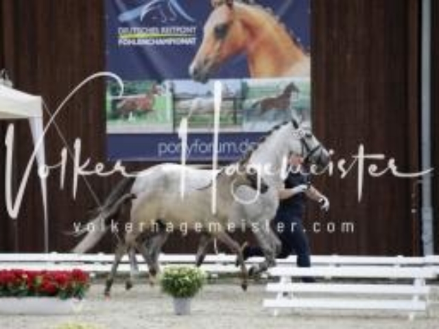 Deutsches Reitpony Fohlenchampionat 4