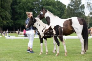 PSB Fohlenchampionat Sieger 1