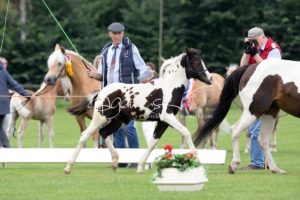 PSB Fohlenchampionat Sieger 2