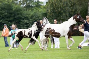 PSB Fohlenchampionat Sieger 3