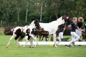 PSB Fohlenchampionat Sieger 4