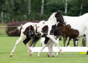PSB Fohlenchampionat Sieger 5
