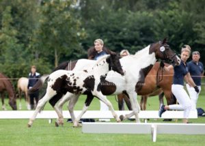 PSB Fohlenchampionat Sieger 6