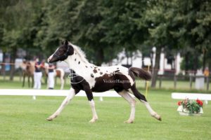 PSB Fohlenchampionat Sieger 7