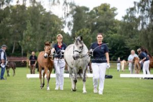 PSB Fohlenchampionat Sieger 11