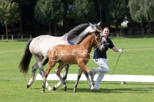 PSB Fohlenchampionat Sieger 13