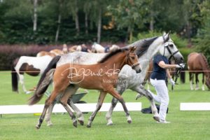 PSB Fohlenchampionat Sieger 15